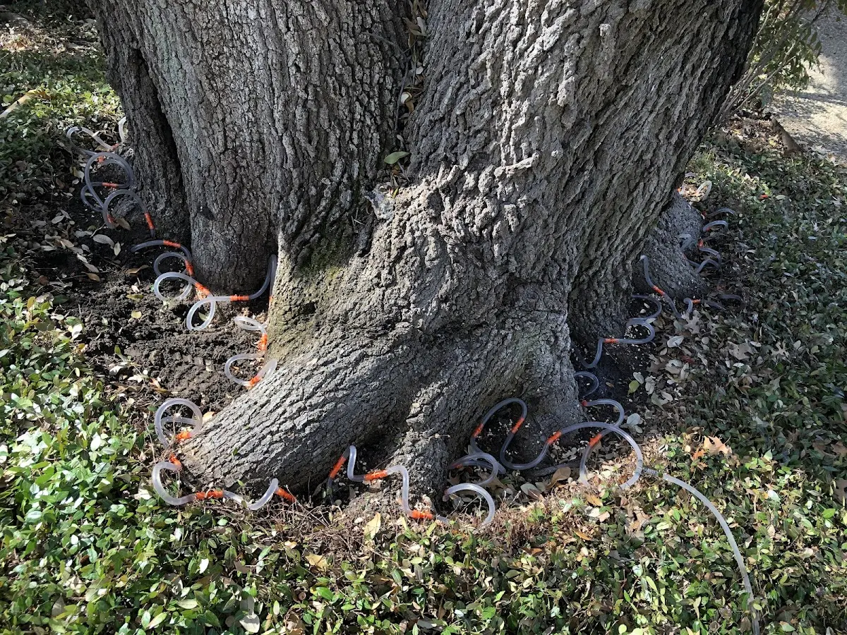 Detailed Tree Cabling and Bracing job site in Patricksburg